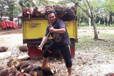 Di Desa ini, Yang Punya Kebun dan Pemanen Sama-sama Happy