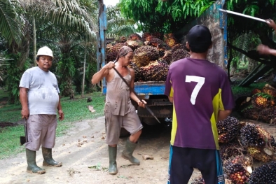 Di Daerah Ini Ram Lebih Disukai Petani Ketimbang PKS