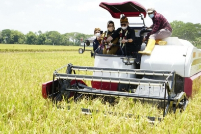 Kementan Ajak Petani Tanam Padi 4 Kali Setahun