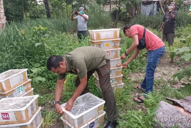 Sopir Bawa Burung Tanpa Dokumen, Disita dan Dilepasliarkan BBSKDA