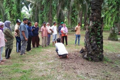 Begini Kemajuannya Setelah Petani Sawit Dibimbing Perusahaan