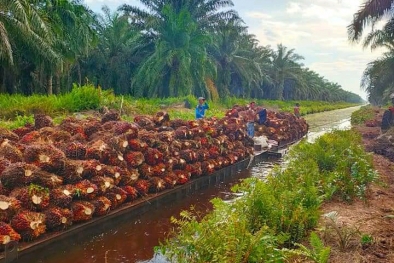 Petani Sumsel Tunggu Tol Tuntas, Mau Boyong TBS ke Riau