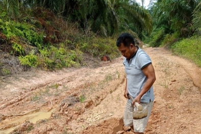 Harga Racun Herbisida Ngamuk, Petani Tak Bisa Putar Otak