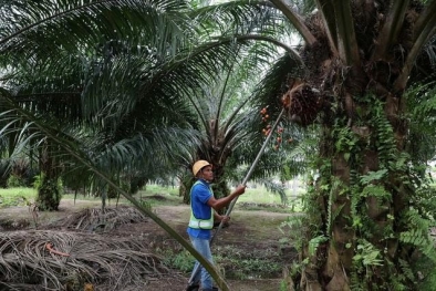 Pelepah Sawit Bisa Bikin Tanah Lebih Subur Loh...