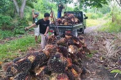 TBS Cuma Dihargai Rp 1.250/kg, Petani Sawit Pasrah