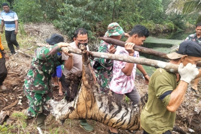 Terjerat, Harimau Sumatera Ditemukan Mati di Bengkalis