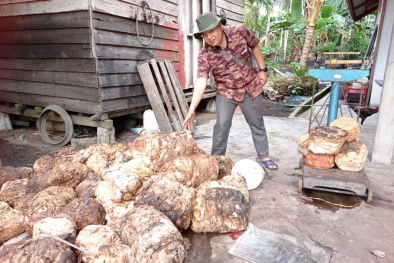 Begini Penjelasan Sebaran Harga Karet di Riau