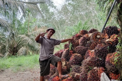 Mewah, Harga Sawit di Riau Pecah Rekor Lagi