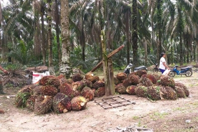 Perbedaan Harga TBS Aceh dan Sumut Mengundang Tanya