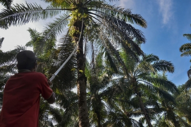 Hasil Perkebunan Sawit di Riau Capai 7,7 Juta Ton Per Tahun