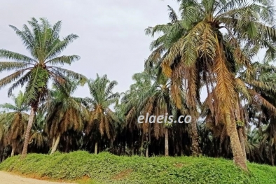 Ratusan Perusahan ISPO-RSPO Disebut Punya Kebun Sawit di Kawasan Hutan