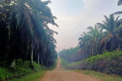 Di Dua Provinsi Ini Ada 2,1 Juta Hektar Sawit Diklaim Kawasan Hutan