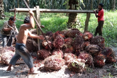 Ini PKS di Jambi yang Merebut Hati Petani Sawit Sumsel