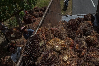 Aksi Sindikat Bikin CPO Meroket