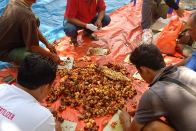 Rendemen Sawitnya Diuji, Begini Harapan Petani