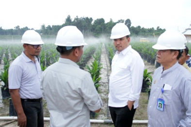 PSR KPKS Suka Makmur Panen Sawit Tertinggi Bulan Ini