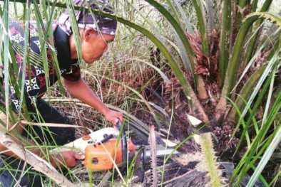 BBKSDA Riau Musnahkan 2 Hektar Kebun Sawit di Bengkalis