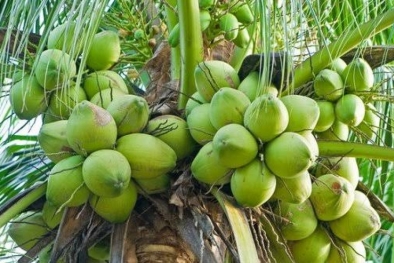 Riau Miliki 50.738 Hektar Kebun Kelapa Hibrida