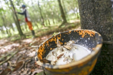 Wow! Harga Karet di Riau Merangkak Naik