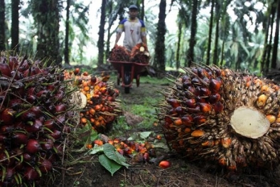 Harga Sawit Saat Ini Bikin Dompet Petani Pedesaan Tebal