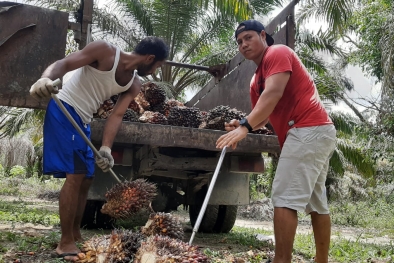 Harga Sawit Mencakar Langit, Per Kilo Rp3.254 Bro!