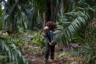 Petani Sawit Ini Tak Kecewa Jadi 