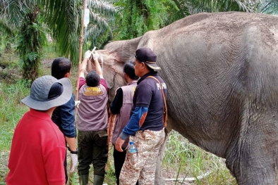 Sakit, Gajah Liar Masuk Kebun Sawit