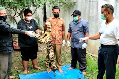 KLHK dan Polisi Ringkus Penjual Kulit Harimau di Bener Meriah