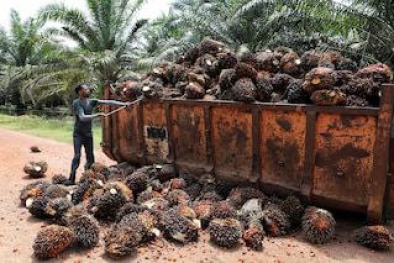 Petani: Semoga Harga Sawit Kayak Gini Terus