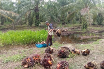 Beda Pandangan Disbun Sumsel dan Apkasindo Terkait SJB Ala KLHK