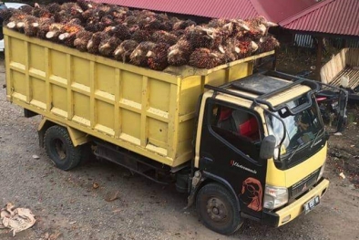 Harga CPO, PK, dan TBS di Daerah ini Naik Semua