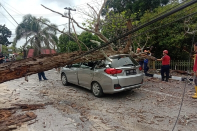 Pulang dari Pengajian, Mobil Nova Ditimpa Pohon di Pekanbaru