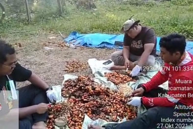 Banyak Petani Tawarkan Diri Jadi Sukarelawan Uji Rendemen