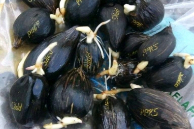 Petani Zaman Now, Beli Bibit Minta Diskon dan COD