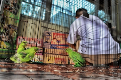 Bawa 39 Burung dari Sumbar, Pria Ini Diamankan BBKSDA Riau