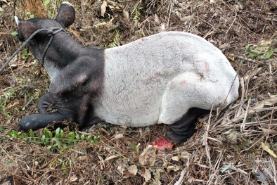 Kaki Tapir Putus Akibat Terjerat, BBKSDA Riau Langsung Bertindak