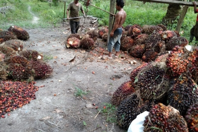 Petani ini Mengeluh, Dekat PKS tapi Harga Sawitnya Murah