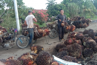 Bukan Hanya Petani, Pengelola Kebun Sumringah Harga Sawit Tinggi