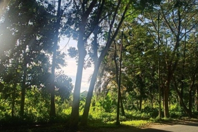 Lahan di Komplek Kantor Bupati ini Mau Dijadikan Kebun Sawit