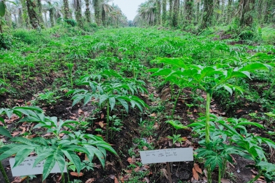 Guys, Ternyata Kebun Porang di Riau Mencapai 85,5 Hektar