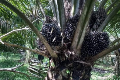 Cuma 60 Batang, Tapi Dapat 1,2 Ton Sawit Sekali Panen