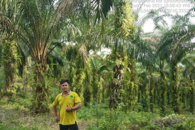 Petani di Kampar Bersandar Hidup dengan Sawit Berusia 25 Tahun