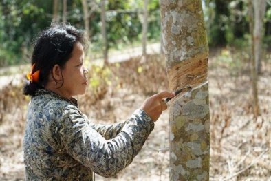 Ini Rincian Harga Karet di Riau