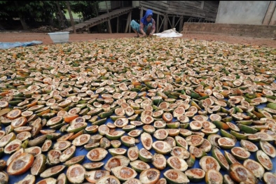 Waduh! Harga Pinang Melorot Lagi, Ini Rinciannya