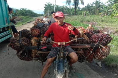 Petani Mewah, Harga Sawit di Riau Naik Lagi
