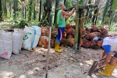 Harga TBS di Daerah ini Sudah Sepekan tak Bergeser