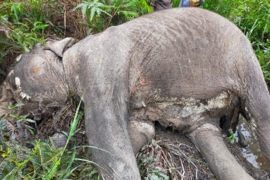 Gajah Betina di Pelalawan Akhirnya Mati, Sempat Muntahkan Pelepah Sawit