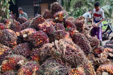 Harga Sawit Bakal Bombastis, Tunggu Tanggal Mainnya