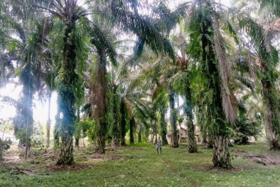 Gara-gara Terlalu Perhitungan, Petani Kehilangan Rp 2 Triliun Sebulan