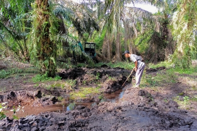 Petani ini Dapat Cuan dari Parit